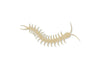 Centipede blank wood cutouts Animal cutouts Animal Blank Farm #1275 - Multiple Sizes Available - Unfinished Wood Cutout Shapes