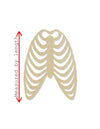 Rib Cage wood shape wood cutouts Science DIY Paint kit #1926 - Multiple Sizes Available - Unfinished Wood Cutout Shapes